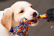 Play Some Tug-Of-War With Your Dog