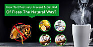 How To Effectively Prevent And Get Rid Of Fleas The Natural Way? - CanadaVetExpress - Pet Care Tips