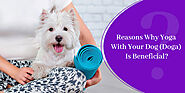 Reasons Why Yoga With Your Dog (Doga) Is Beneficial? - CanadaVetExpress - Pet Care Tips