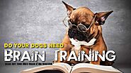 What is your review of Brain Training For Dogs, or do you have any other recommended sources to train your dog, also ...