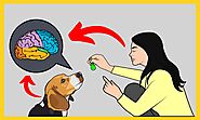 Brain Training For Dogs Review : Is this Just another Scam? | Little Paws Training