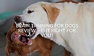 Brain Training For Dogs Review - Is It Right For You? - Jubilant Pups