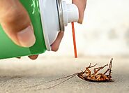How to Get Rid of American Cockroaches – Ultimate Pest Control Guide