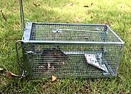How to Get Rid of Rats: Detailed Rat Control Guide