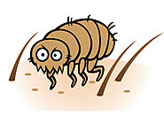 How to Get Rid of Fleas: Most Effective Ways - Pest Control