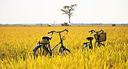 Biking around Rice Fields