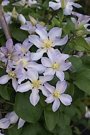Baby Doll - Taylors Clematis