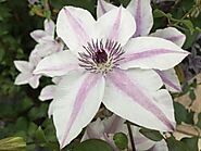 Best Wishes - Taylors Clematis