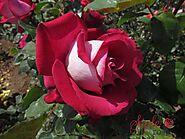 Anis Perfumella Rose Bush - Style Roses
