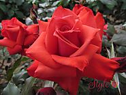Coral Gem Rose Bush - Style Roses