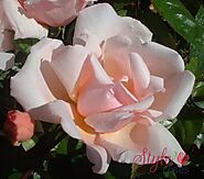 Albertine Rambling Rose - Style Roses