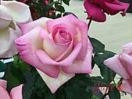 Arctic Circle Hybrid Tea Rose - Style Roses