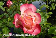 Birthday Girl Rose - Floribunda Potted and Bare Root Roses available to buy online from British Roses