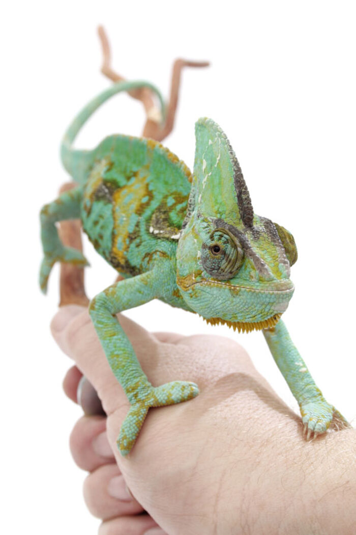 Chameleon Care Guide | A Listly List