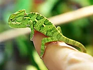 Care of Chameleons