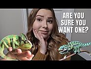 Watch This BEFORE Getting A Chameleon!!