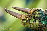 The Ultimate Jackson's Chameleon Care Guide | ReptiFiles