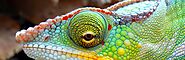 42 Best Chameleon Care images | Chameleon, Chameleon care, Reptiles