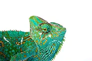Chameleon Care Guide Listly