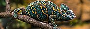 Veiled Chameleon: Complete Care Guide and Introduction