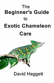 Chameleon Books - SA-Chameleons