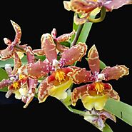 Oncidium (Wils.) Guann Shin Howard 'Chameleon' - Without Flowers | BS – Orchid-Tree