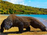 Paket Wisata Pulau Komodo