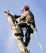 Get Reliable Tree Trimming Norman Park