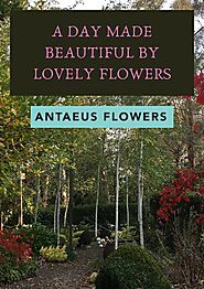 Best Flower Delivery in South Yarra - Antaeus Flowers