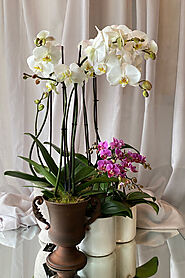Top Flower Delivery Melbourne - Antaeus Flowers