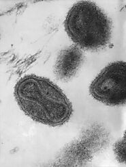 Smallpox in the Post-Eradication Era