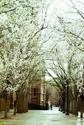 Cherry Blossoms in Providence