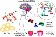 Leptin Hormone & Supplements: Do They Work for Obesity & Weight Loss?
