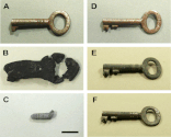 Corrosion of Iron by Sulfate-Reducing Bacteria: New Views of an Old Problem