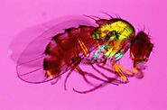 Drosophila como herramienta para identificar mutaciones responsables de enfermedades humanas raras - Genotipia