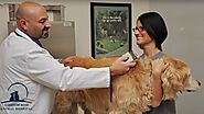 The Importance of Microchipping Your Pet
