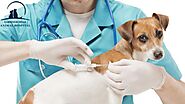 Pet Vaccination Service - Why vaccines important to keep pets healthy
