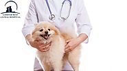 Parasite control Service - Parasites causing diarrhea in Minneapolis dogs