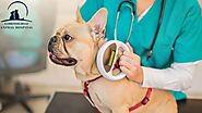 Micro-chip Service - Why the dog microchipping system is failing to work