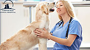 Pet Dental Care Service: What Happens on the Day of a Pet Dental Care Procedure?