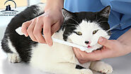 Dental Care Service:  Importance of Pet Dental Cleanings