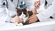 Microchip Service: Why is it important to ensure my pet is microchipped?
