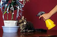 Cat Spraying No More: An In-Depth Review | My Cat Training