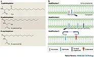 Palmitoylation: policing protein stability and traffic