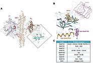 Diverse binding modes, same goal: The receptor recognition mechanism of botulinum neurotoxin