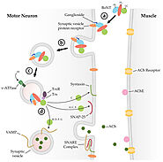 Variations in the Botulinum Neurotoxin Binding Domain and the Potential for Novel Therapeutics