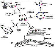 Pasteurella multocida toxin interaction with host cells: entry and cellular effects