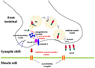 Fragment C of Tetanus Toxin: New Insights into Its Neuronal Signaling Pathway