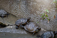 Kosgoda Turtle Conservation