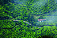 Munnar Tour Packages - Munnar Holiday Tour Packages - Online Booking